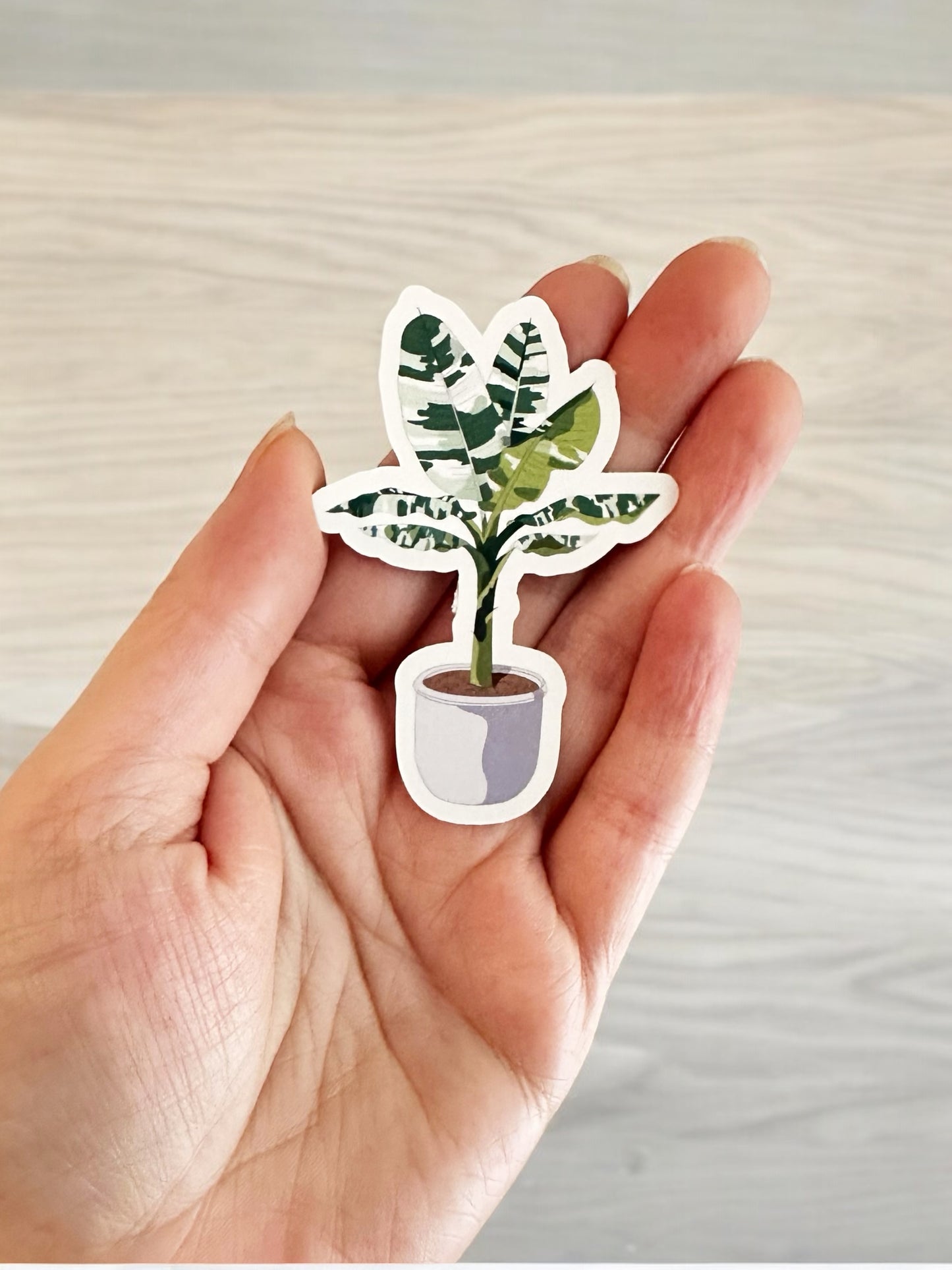 Variegated Banana Tree Vinyl Decals