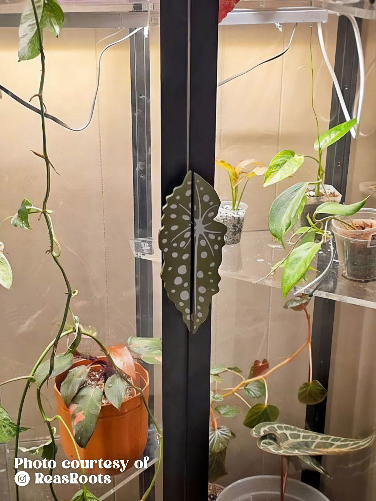 Begonia Maculata Cabinet Handle Cover