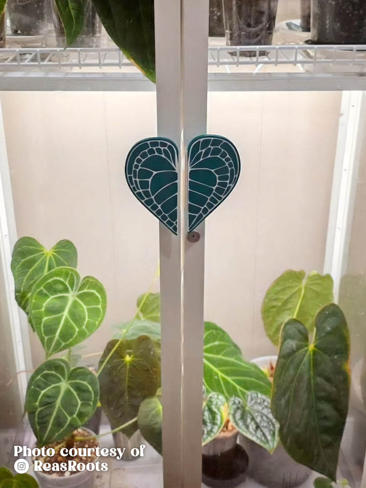 Anthurium Crystallinum Leaf Cabinet Handle Cover