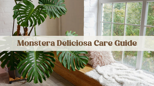 Monstera Deliciosa Care Guide: Big Leaves, Big Vibes