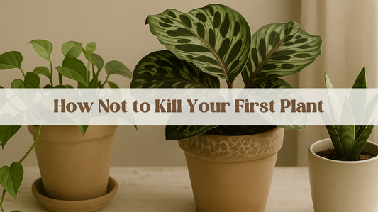 How Not to Kill Your First Plant