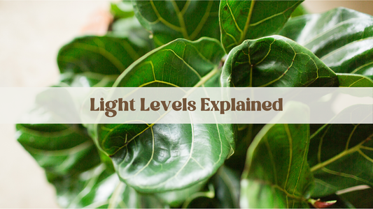 Light Levels Explained: Why Your Fiddle Leaf Fig is Crying