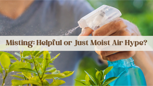 Misting: Helpful or Just Moist Air Hype?