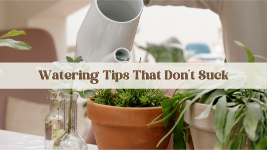 Watering Tips That Don’t Suck (or Rot Your Roots)